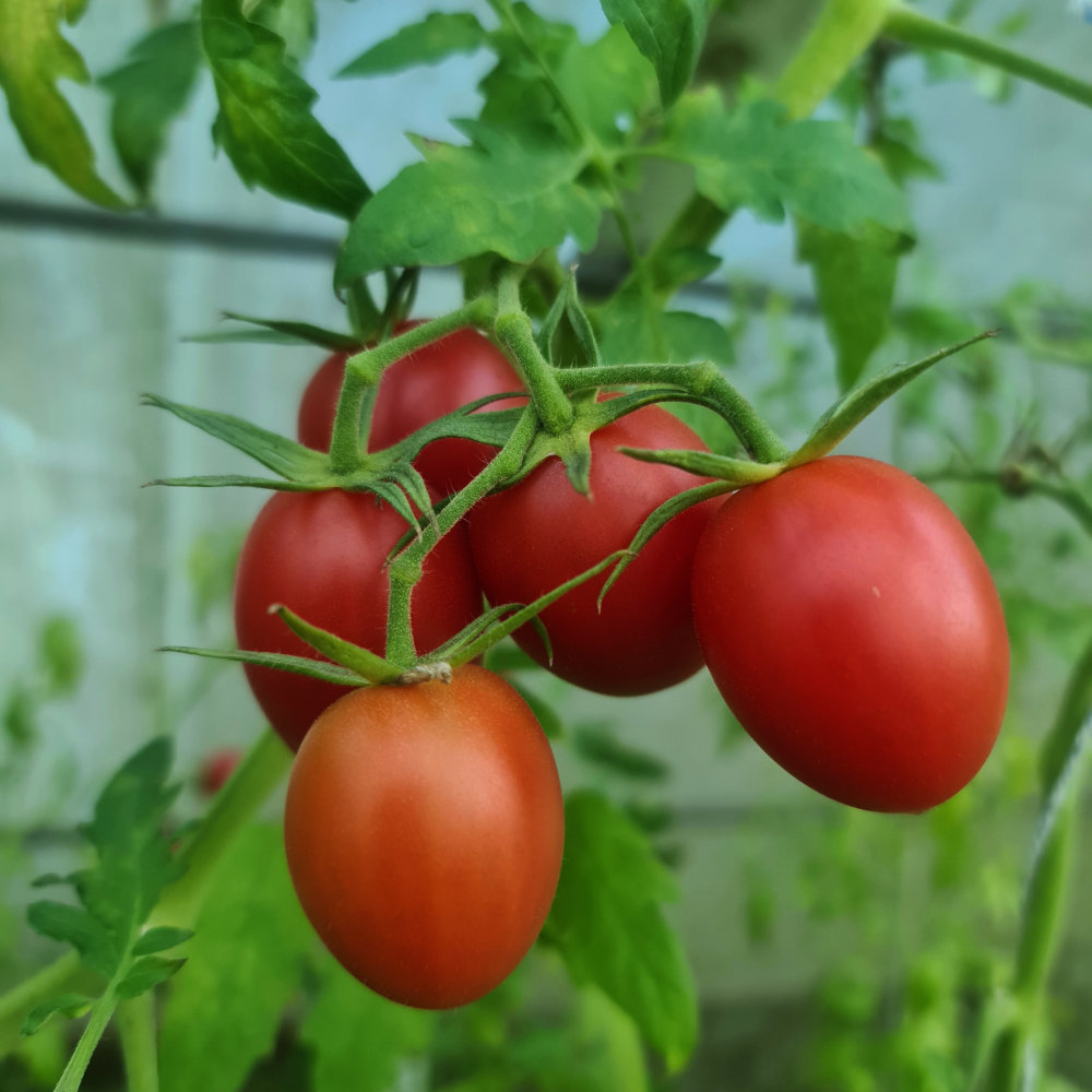 Salattomate Olirose