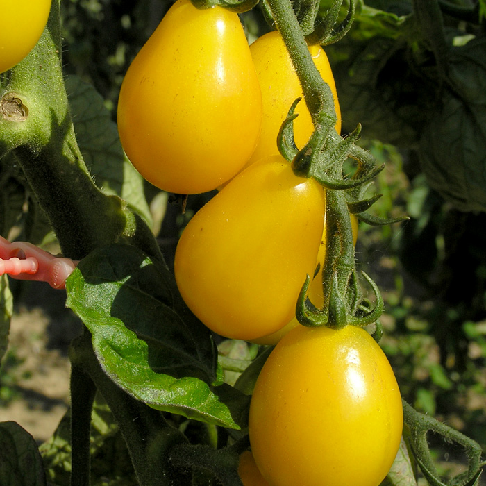 Cocktailtomate Yellow Submarine