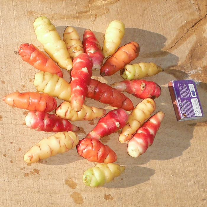 Oca, Farbmischung