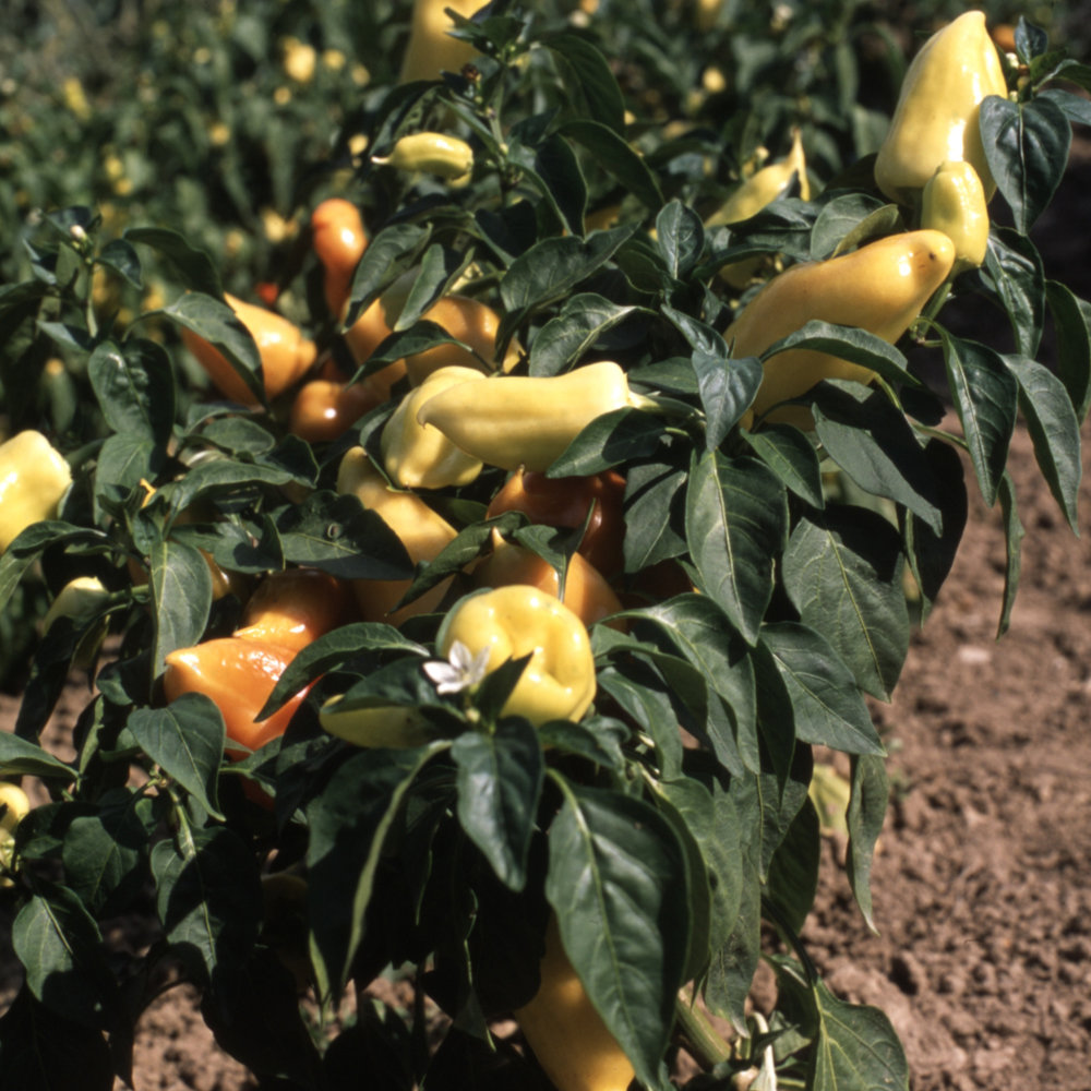 Paprika Pusztagold