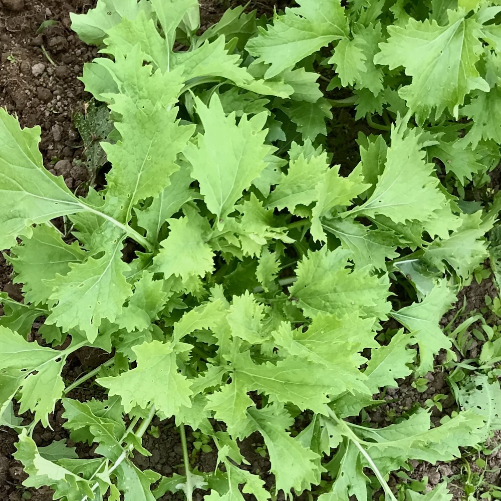 Stielmus Namenia