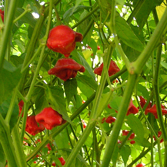 Glockenpaprika, rot