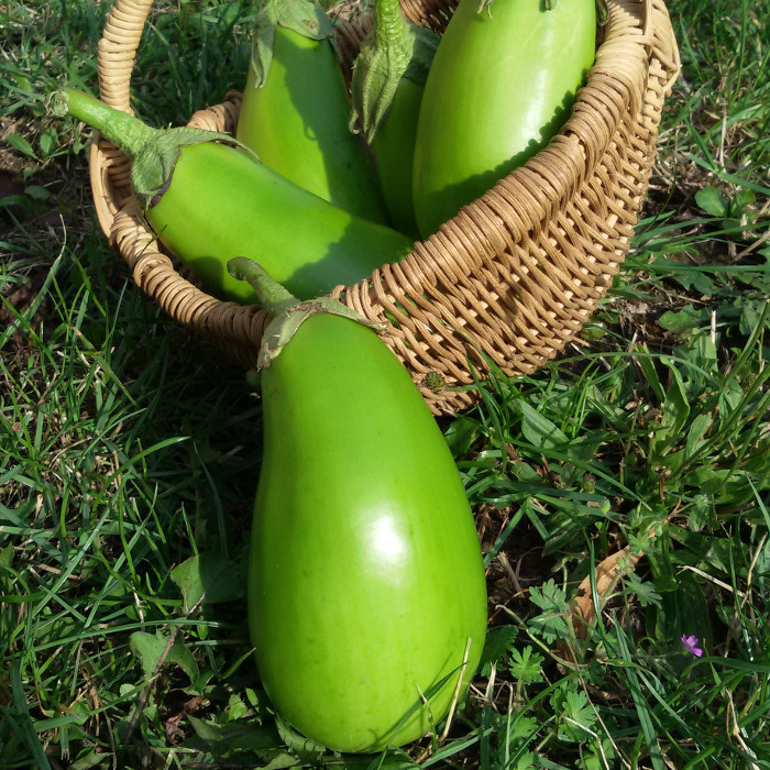Aubergine Little Green Queen