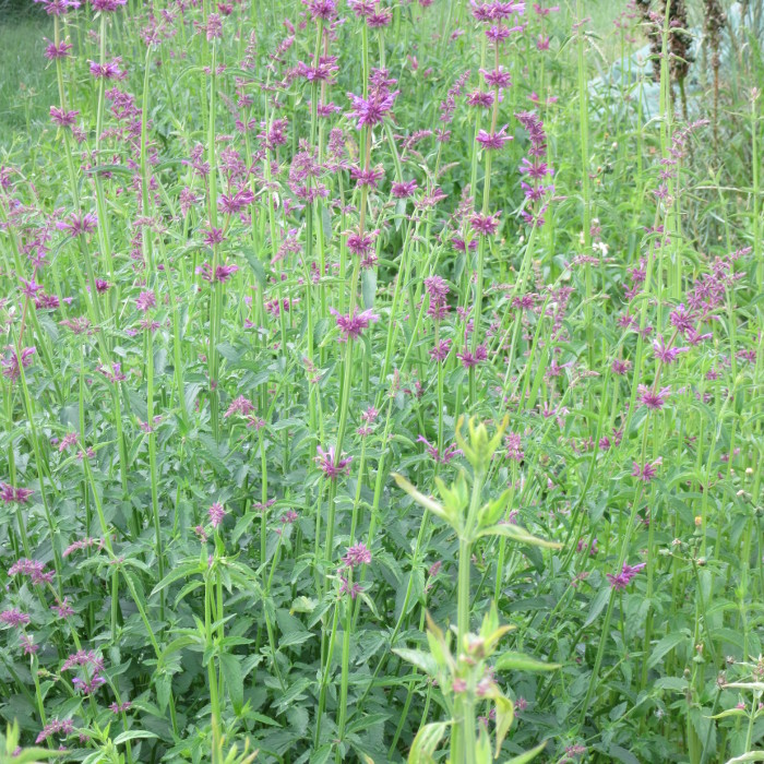 Zitronen-Agastache