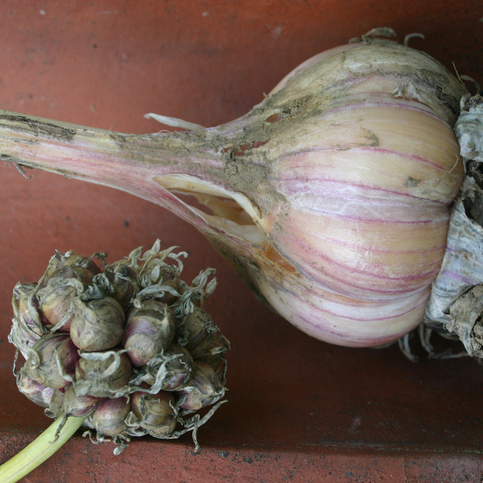Knoblauch Rocambole
