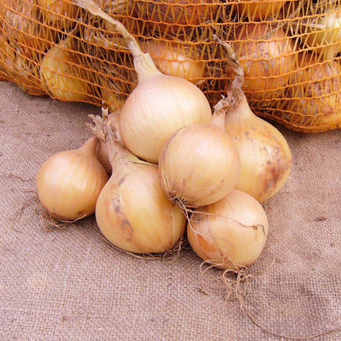 Saatzwiebel Zittauer Gelbe (Giant Zittau)