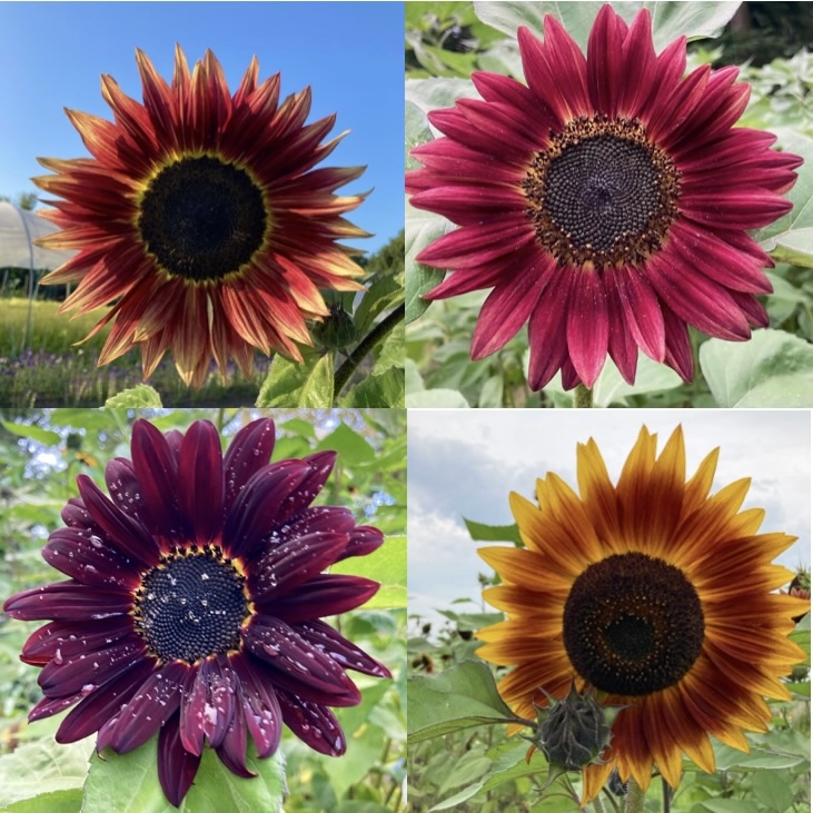 Rote Sonnenblume