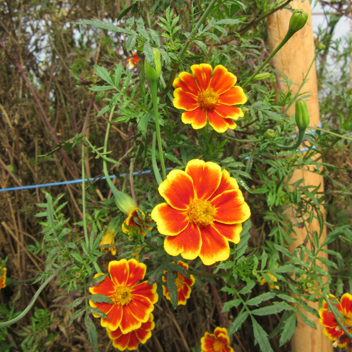 Riesentagetes