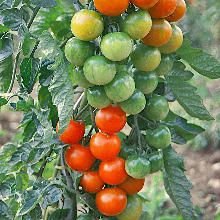 Cocktailtomate Vesennij Mieurinskij