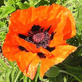Orientalischer Mohn, rot