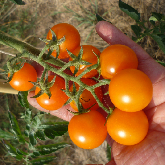 Cocktailtomate Petit Mandarin