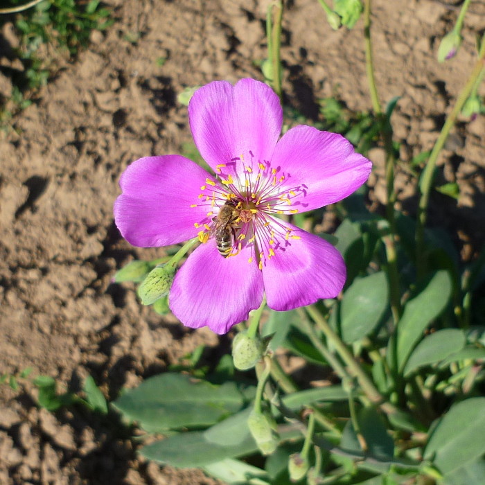 Cistanthe