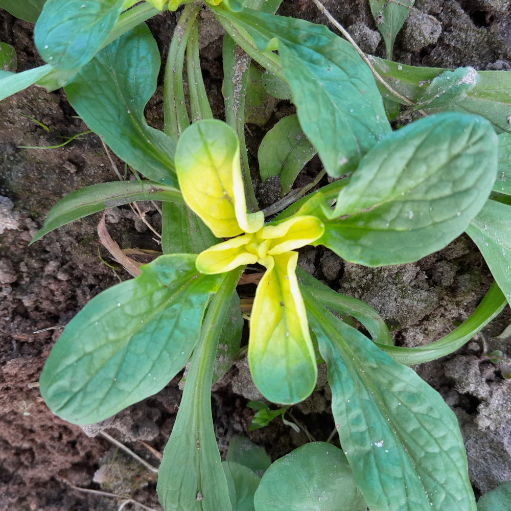 Feldsalat Goldherz