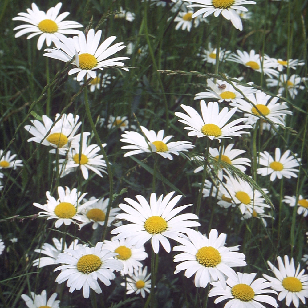 Wilde Margerite