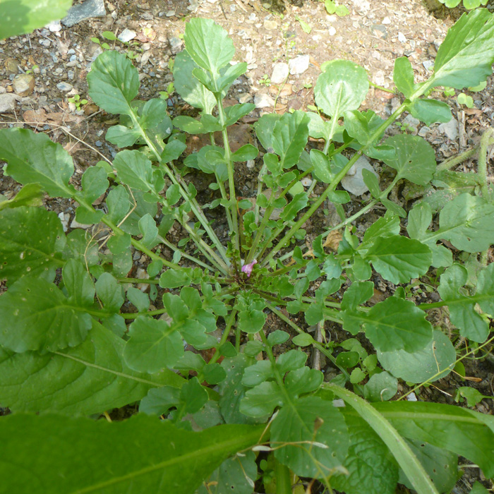 Winterkresse, Frühlingsbarbenkraut