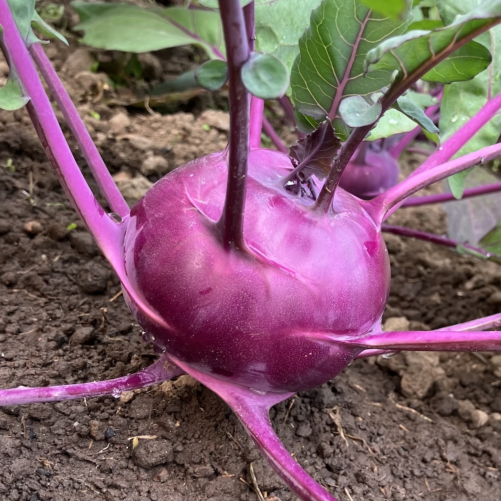 Kohlrabi Azur-Star