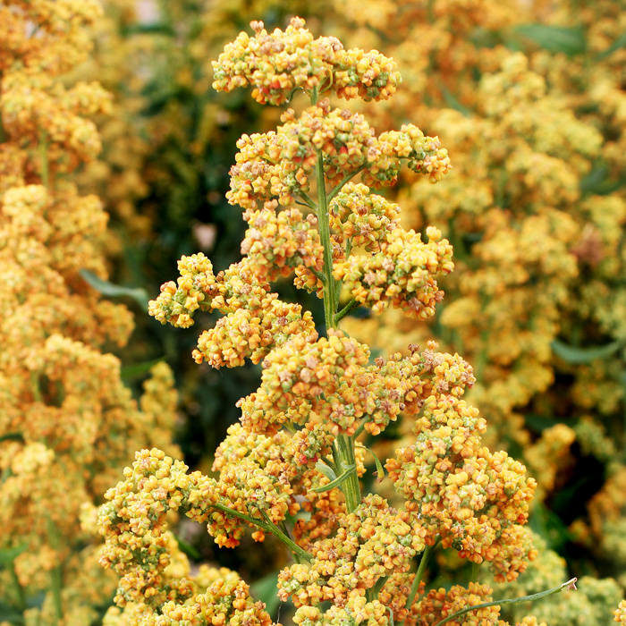 Quinoa Dave 407
