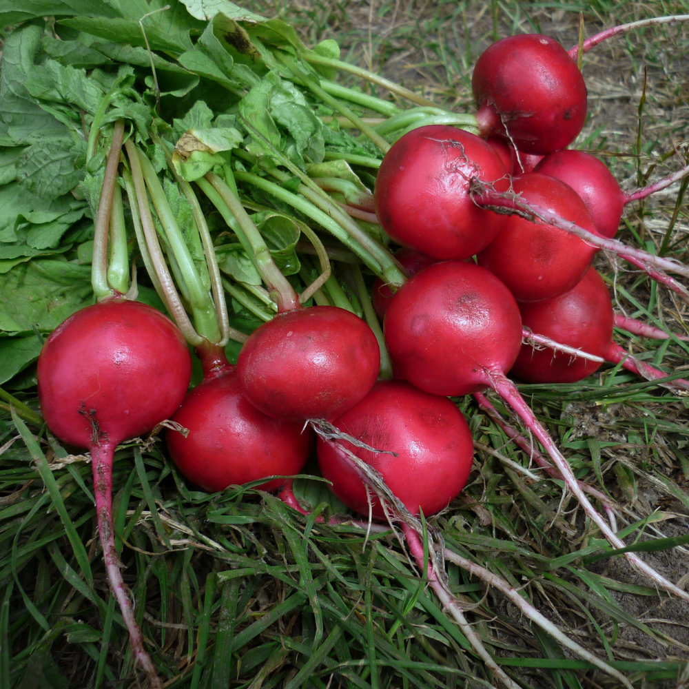 Radieschen Parat